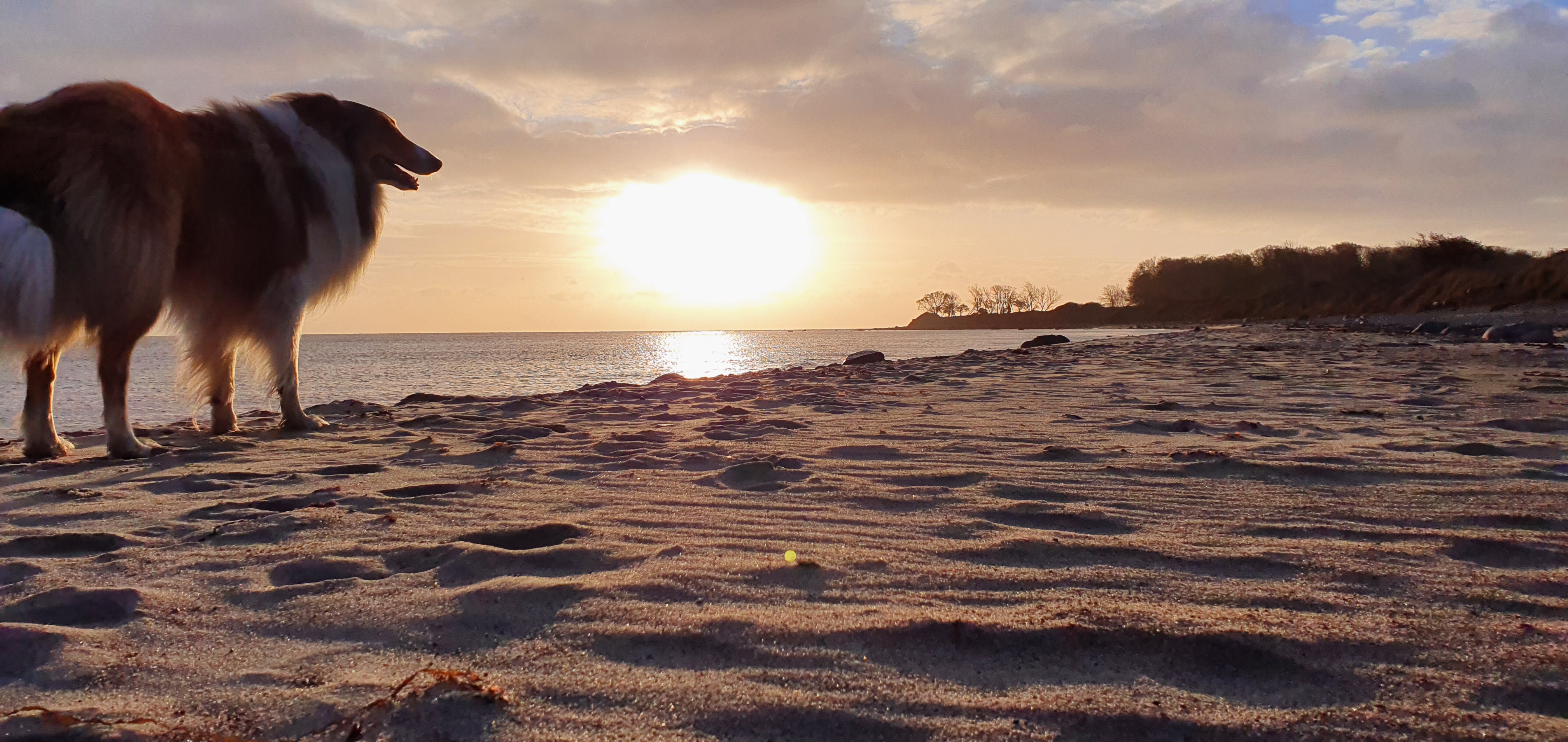 Sundowner mit Hund