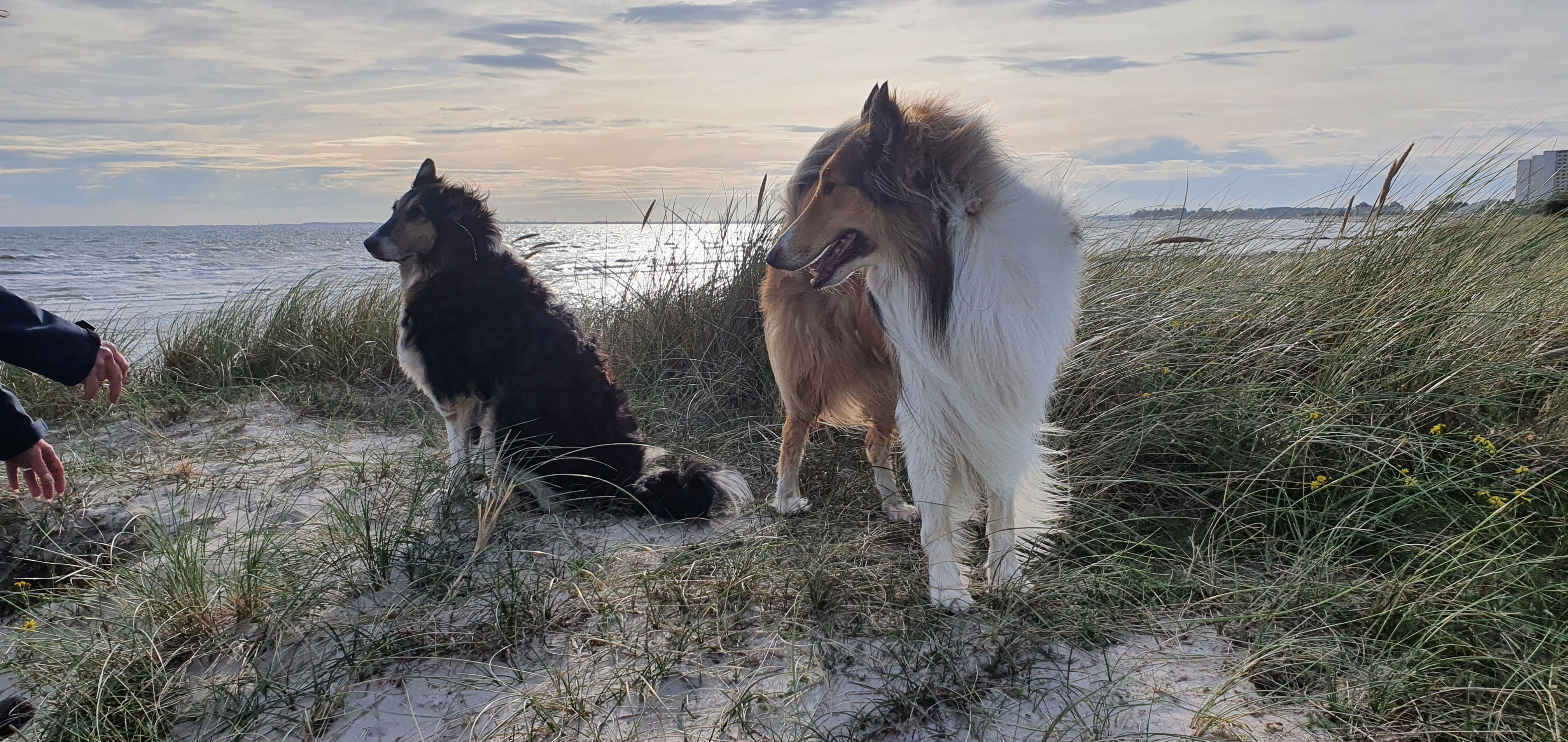 Spaziergänge & Ausflüge & Hundestrände